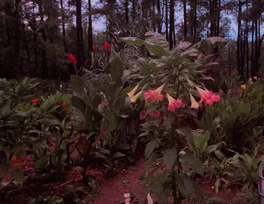 Versicolor Peach Pink Angel Trumpet Cuttings - 2 Unrooted Cuttings (Brugmansia versicolor)