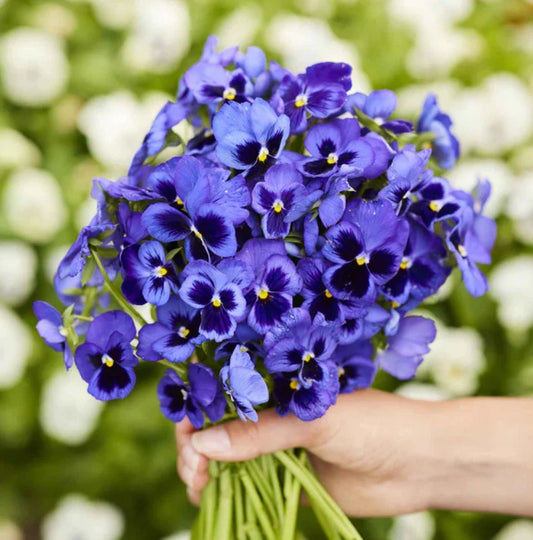 Pansy Seeds - 200 Non-GMO Swiss Giants Ullswater Cobalt Blue for Cool Weather Gardening - Viola x wittrockiana