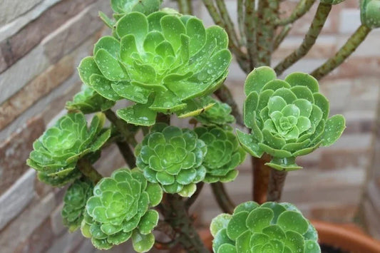 Aeonium Seed Mix - 100 Seeds - Succulent Variety - Aeonium Collection - Perfect for Gardens and Indoor Planting