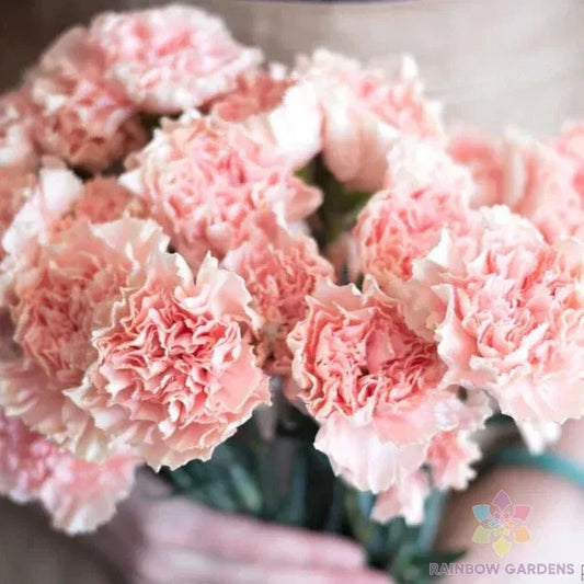 Squier Pink Carnation Seeds - 200+ Pack for Garden Planting - Dianthus caryophyllus - USA