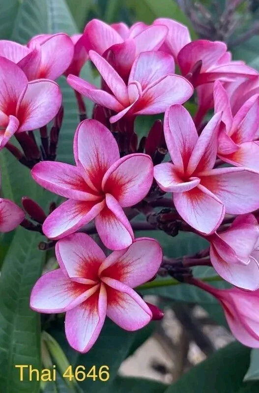 Pink Thai Plumeria Plant - Rooted 3 Inch Pot - Fragrant Flowering Tropical Plant - Plumeria spp.