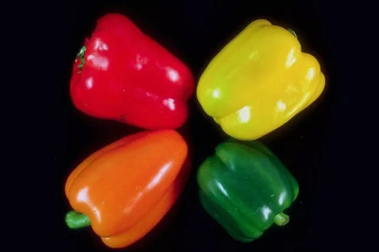 Sweetest Bell Pepper Seeds (20 Seeds) - Red, Yellow, Green, Orange - Capsicum annuum