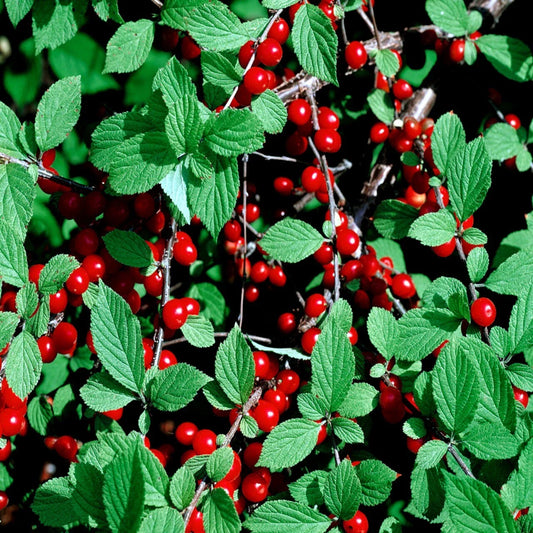 Nanking Cherry Tree 10 Seeds - Fast Growing, Hardy Variety - Prunus tomentosa - Dwarf Fruit Tree Seeds