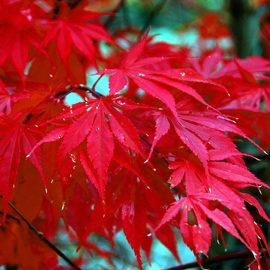 Red Japanese Maple Tree Seeds - 10 Pack - Palmatum atropurpureum - Hardy Bonsai Plant