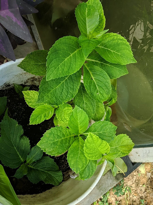 NIKKO BLUE PINK HYDRANGEA Cutting 4-6 Inch Fully Rooted Live Plant - Hydrangea macrophylla