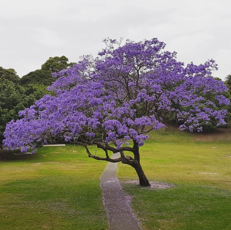 Blue Jacaranda Tree Plant - 6-8 Inches - Jacaranda Mimosifolia - Live Indoor/Outdoor Plant