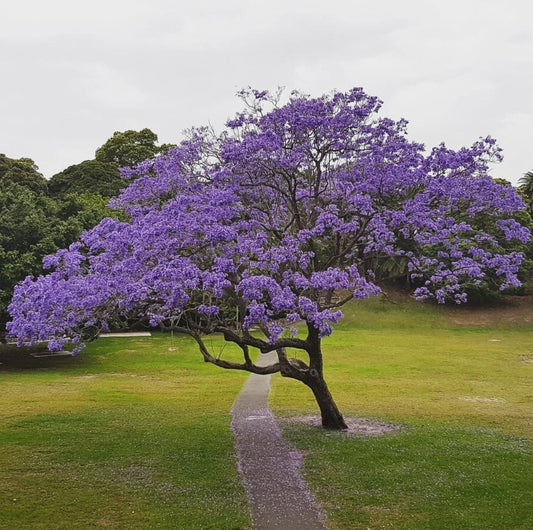 Blue Jacaranda Tree Plant - 6-8 Inches - Jacaranda Mimosifolia - Live Indoor/Outdoor Plant