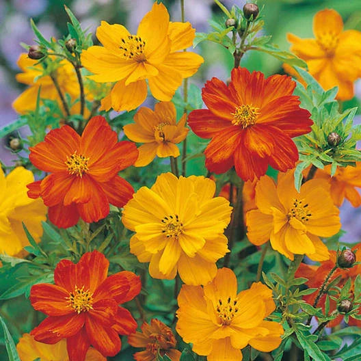 Cosmos Seeds POLIDOR Mix Citrus Shades - Non-GMO Flower Seeds (100 Seeds) - Vibrant Garden Variety