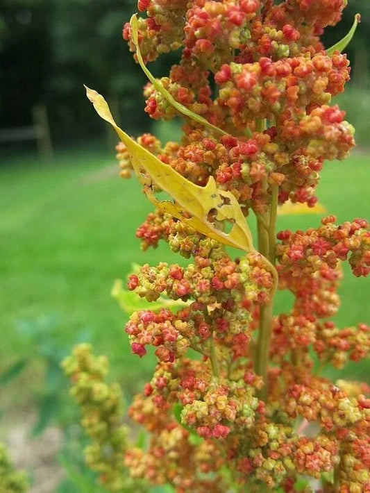Lambsquarters Seeds for Planting 100 Seeds Chenopodium Album Organic Non-GMO Heirloom Garden Herbs