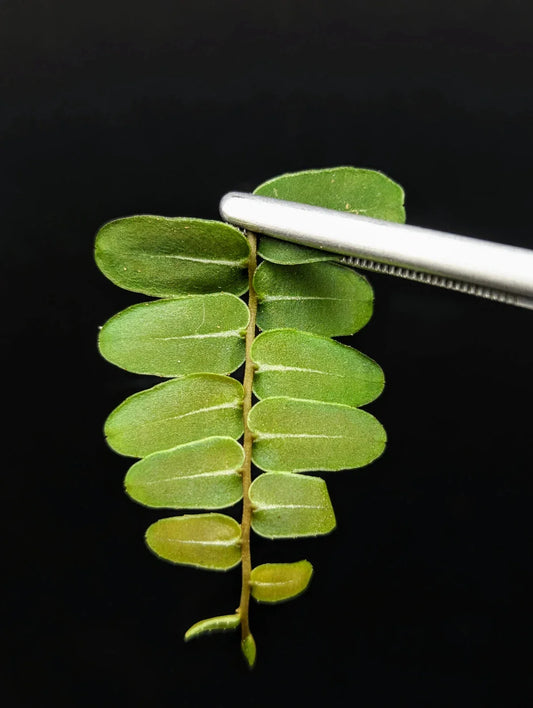 Marcgravia sp. Olivine Cutting | 10-Leaf Terrarium Plant | Rare Tropical Houseplant