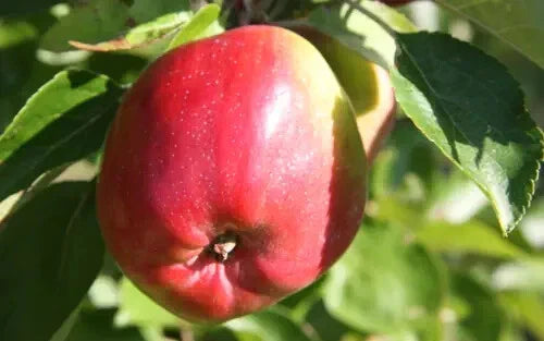 25+ Berner Rosen Apple Seeds for Garden Planting, Malus domestica, Heirloom Variety, USA Grown, Free Shipping