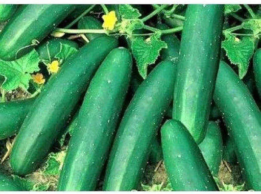 Cucumber Seeds - 60 Seeds - Straight Eight Variety - Cucumis sativus - Ideal for Pickling - GroCo USA