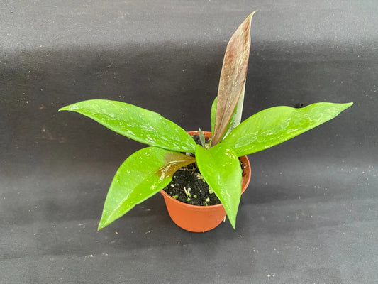 Hoya Plant 2.5" Pot Royal Hawaiian Purple Hoya pubicalyx 'Royal Hawaiian Purple' Rooted Plant