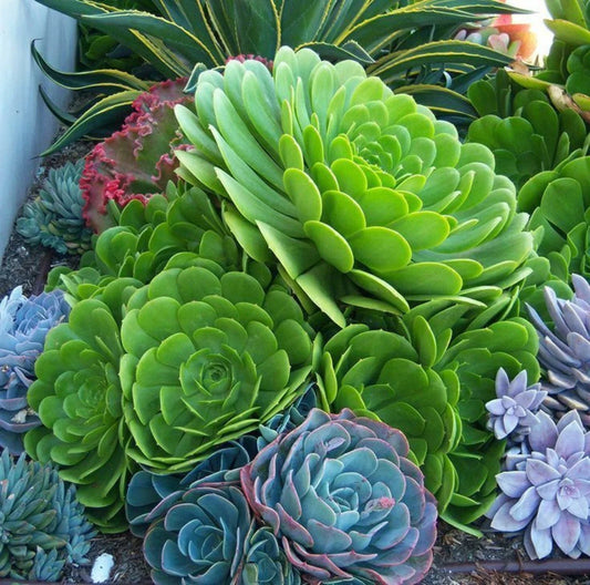 Rare Aeonium Arboreum Green Cutting - Live Cactus Succulent Plant - No Root