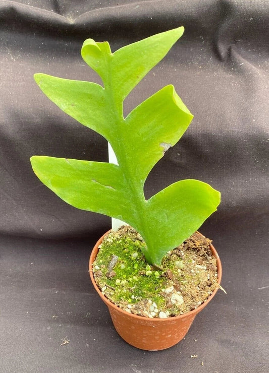 Epiphyllum chrysocardium Shark Tooth Cactus Rooted Plant 3" Pot
