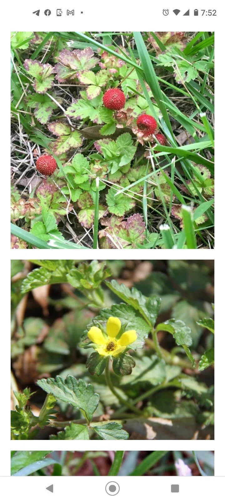 Wild Mock Strawberry Bare Root Plants 20+ Pack Medicinal Herb Duchesnea Indica Edible Leaves Flowers Berries