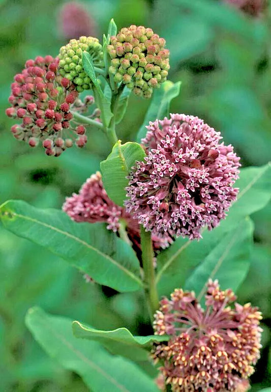 Pink Milkweed Seeds - 101 Count - Asclepias Syriaca - Monarch Butterfly Flower