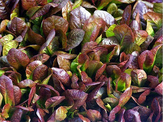 Cimarron Romaine Lettuce Seeds - 200 Pack - Heirloom Deep Red Variety - Ideal for Home Gardening - Lactuca sativa