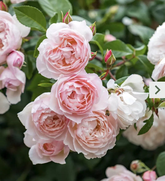 Climbing Rose Cutting 5-8" Pink Garden Rose Unrooted Cutting (Rosa)