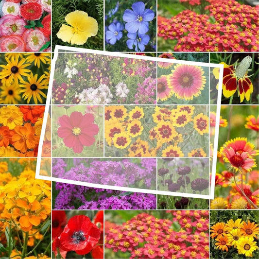 Wildflower Seed Mix - Wyoming State Flower - Perennials & Annuals - Non-GMO - 1000 Seeds