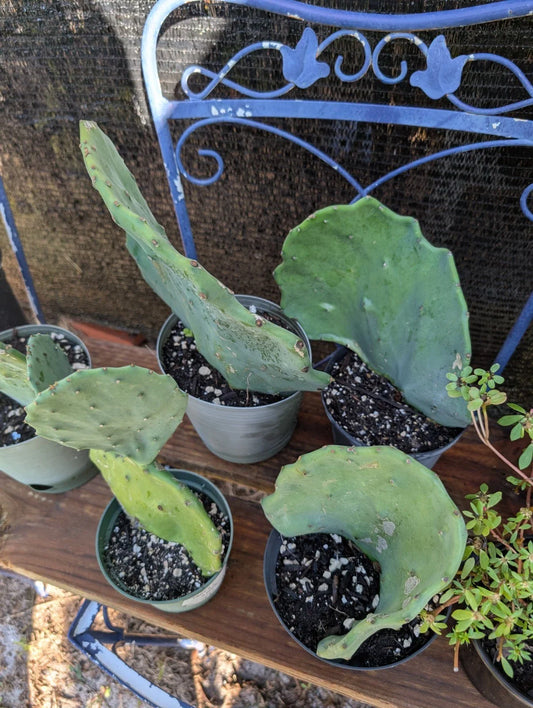 Live Rooted Cactus Plant - Opuntia Gomei Old Mexico Prickly Pear - Unique Succulent for Indoor or Outdoor Gardening