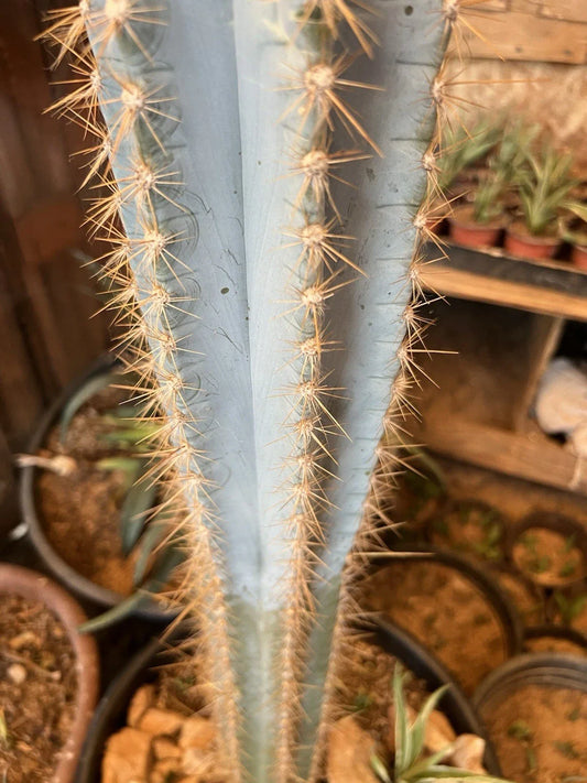Pilosocereus Cactus Cutting 12" Chunky Plant - Ideal for Indoor/Outdoor Decoration, Unique Succulent Variety