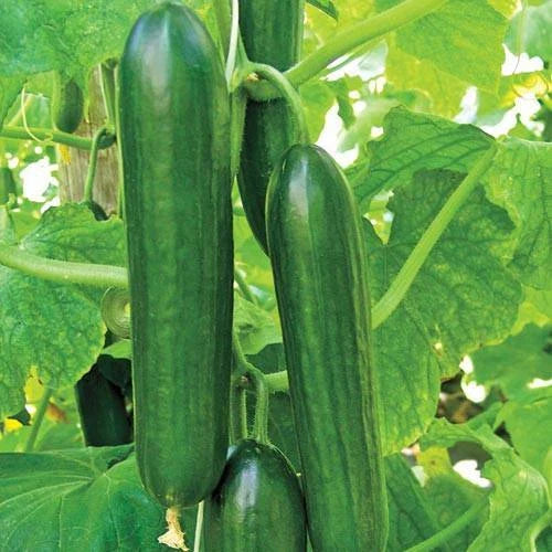 Cucumber Seeds 50+ Ct Heirloom Non-GMO Ashley Long Variety USA