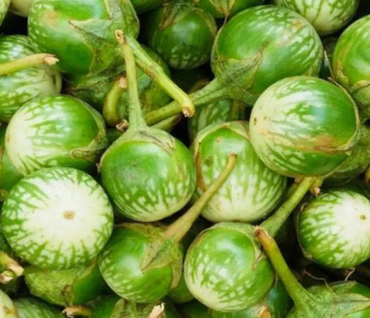 Petch Siam Eggplant Seeds 100+ Green Vegetable Seeds for Garden, Indian Cuisine, Non-GMO, Solanum melongena