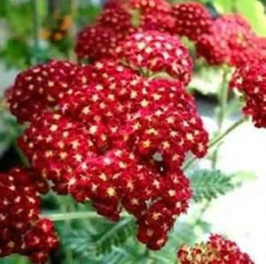 Red Yarrow Seeds - 100 Fresh Seeds - Achillea millefolium - Ideal for Gardens and Pollinator Attracting