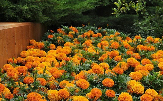Petite French Marigold Seeds Mix - 200+ Seeds - Dwarf Flowers for Garden Pest Deterrent - Tagetes patula