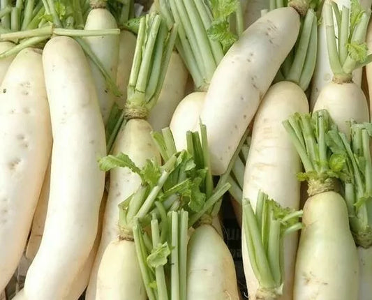 Daikon Radish Seeds 200 Ct - Japanese Minowase, Non-GMO Vegetable Seeds - USA Grown