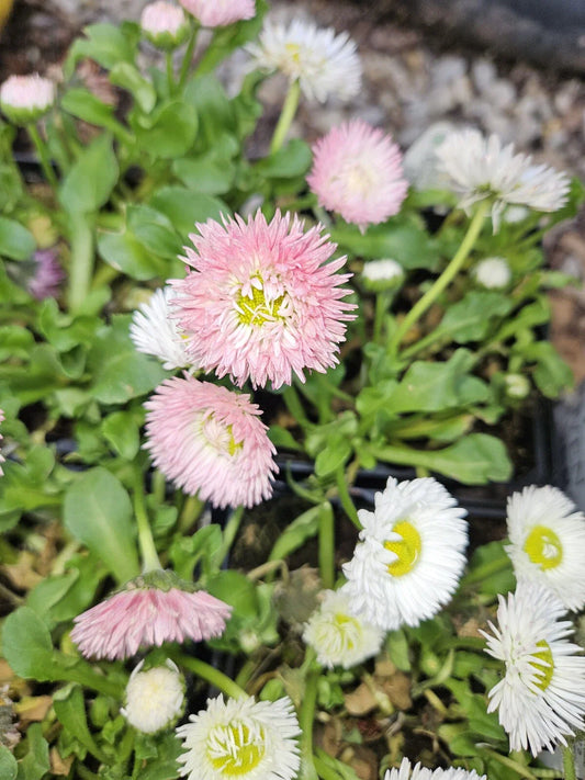 English Daisy Bareroot Plant - Assorted Colors - Bellis perennis - Perennial Flowering Garden Plant for Outdoor Use