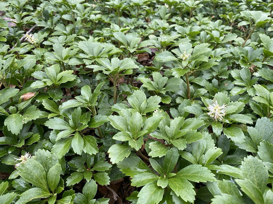 Pachysandra Ground Cover Plants - 100 Rooted Plants for Shade, Low Maintenance, Easy Care, Pachysandra terminalis