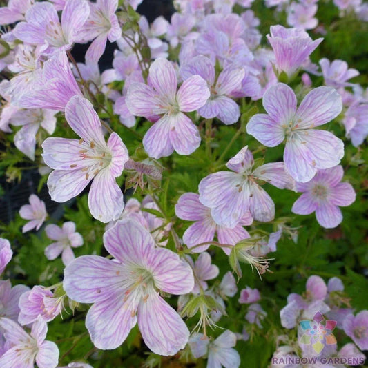 Melinda Geranium Seeds - 25+ Pack for Garden Planting - Pelargonium x hortorum - USA Grown, Free Shipping