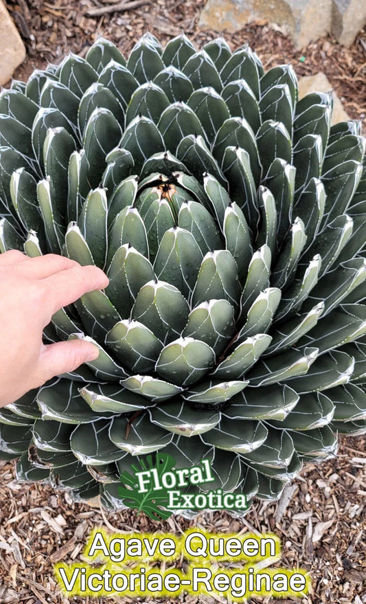 Queen Agave Victoria Reginae Starter Pup | Succulent Plant | Agave victoriae-reginae
