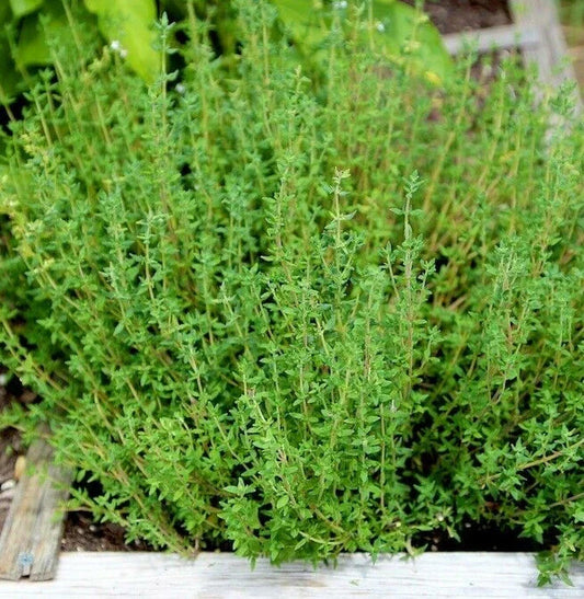 Thyme Seeds for Planting | Common German Basil Herb Garden Seed | 2025