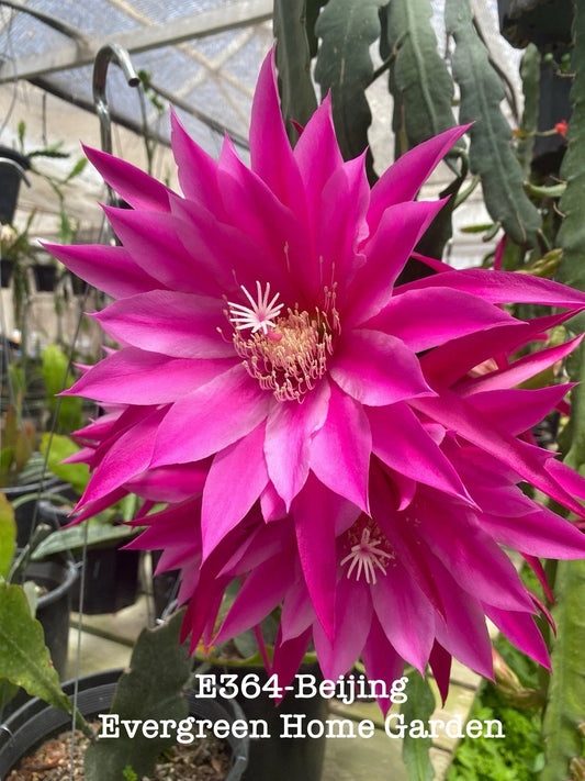 Rooted Epiphyllum Orchid Cactus "Beijing" - 4" Starter Pot - Tropical Houseplant, Unique Color, Easy Care