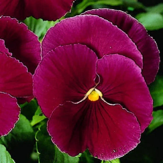 Pansy Seeds - 50 Count Clear Rose Flower Seeds - Viola tricolor