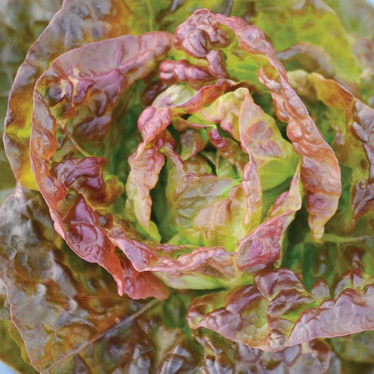 Bronze Mignonette Butterhead Lettuce Seeds - Lactuca Sativa - Heirloom Vegetable Seeds for 2025 Garden Planting