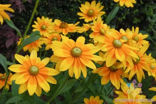 Prairie Sun Rudbeckia Seeds - 200+ Count - Black-eyed Susan - Rudbeckia hirta - USA