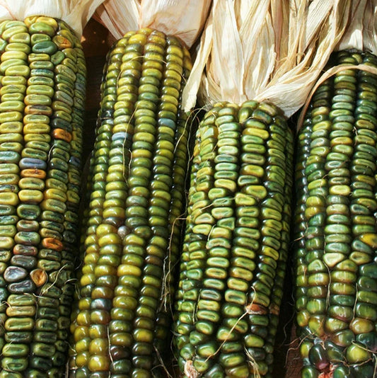 Oaxacan Green Dent Corn Seeds | Blue Gold Glass Gem Popcorn Seeds | Heirloom Variety | 2025
