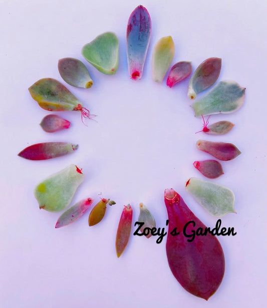 Succulent Plant Leaves for Propagation - Assorted Varieties + Surprise Bonus Leaves Gift - Ideal for Plant Lovers