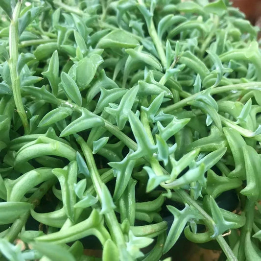 Rare Senecio Peregrinus Cuttings - 5" Long, Unrooted String of Dolphins, Succulent Plant, Indoor Houseplant