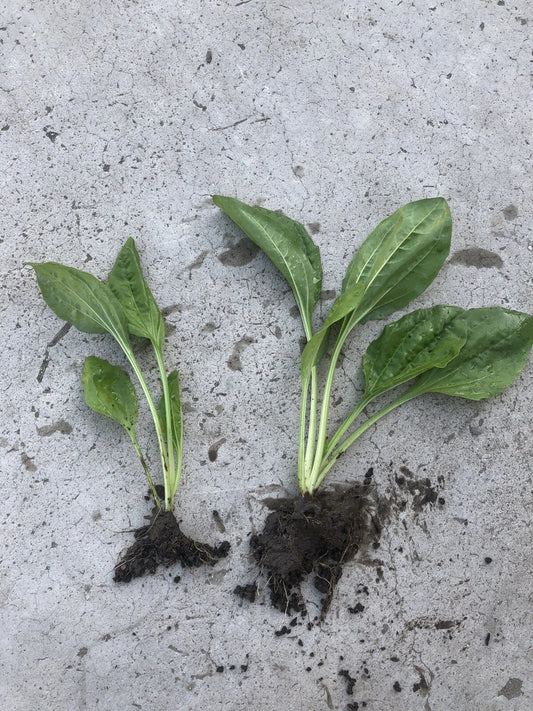 Plantago Major Broadleaf Plantain Bare Root Live Plants - 2 PCs, Ready to Plant, Perennial Herb for Garden