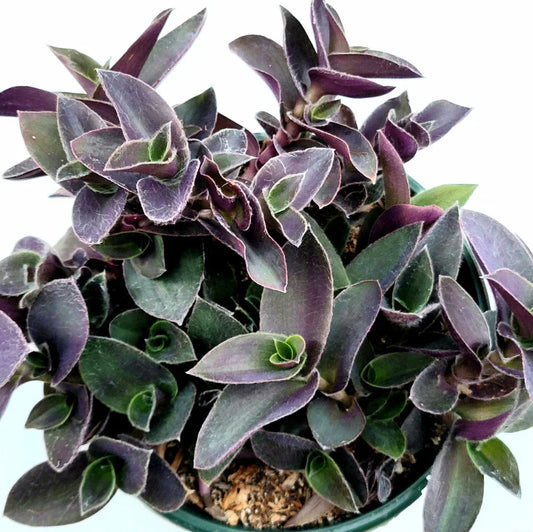 Tradescantia Pallida 'Purple Heart' Live Plant - 2 Inch Wandering Dude Succulent