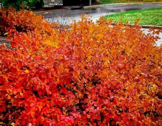 Konza Fragrant Sumac Seeds - 20 Seeds, Aromatic Variety {Rhus aromatica Konza} - Free Shipping