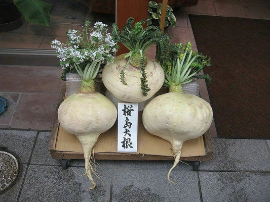 Sakurajima Mammoth Daikon Seeds, Large Mild & Sweet Radish, Raphanus sativus, Heirloom Vegetable Seeds