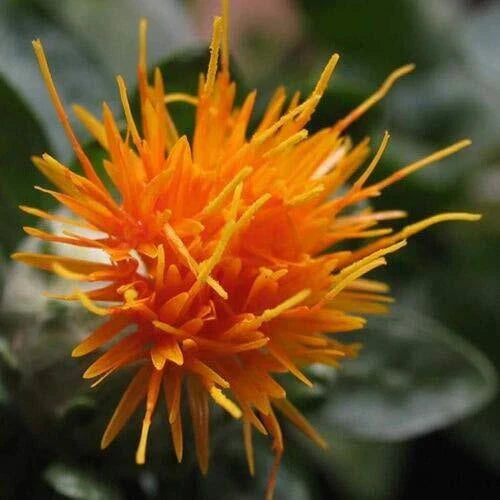 Safflower Seeds - 300 ct - Yellow Orange Flower - Carthamus Tinctorius - Non-GMO, Heirloom, Garden Planting Seeds