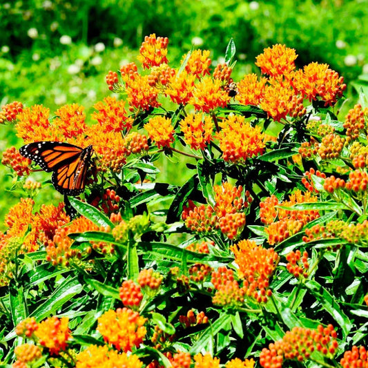 Milkweed Seeds - 100 Count - Orange Monarch Butterfly Host Plant - Asclepias Perennial - Native to USA