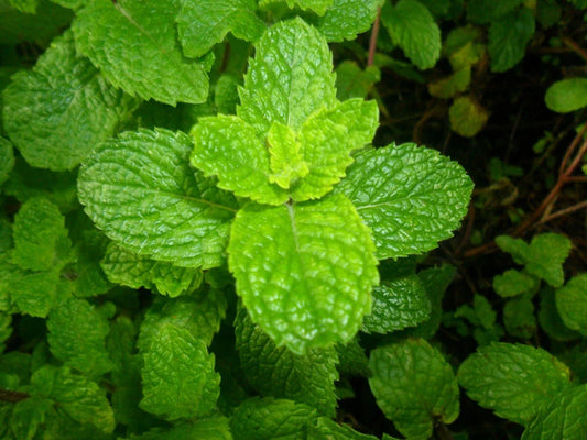 Spearmint Seeds 1500 Count Mentha spicata Non-GMO for Mint Tea